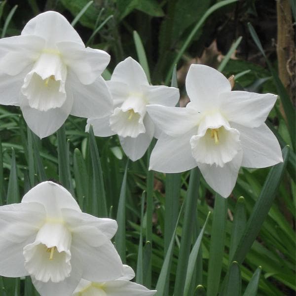 Daffodil White Bulbs